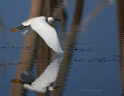 Snowy Egret Flight 02.jpg
