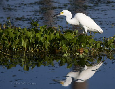 Snowy Egret Reflection.jpg