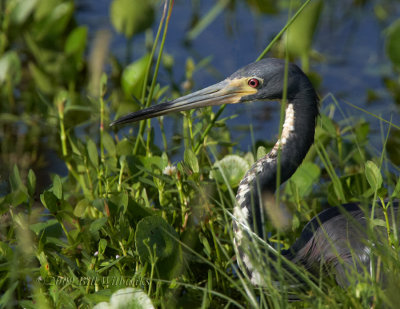 Tricolor Heron 01.jpg