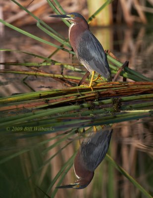 Green Heron  Reflection.jpg