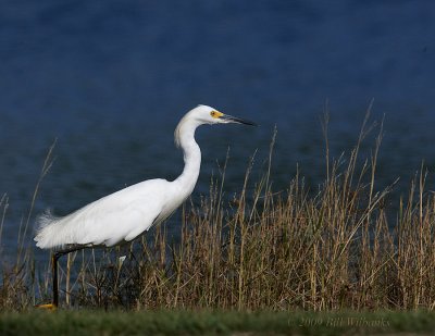 Snowy Egret 02