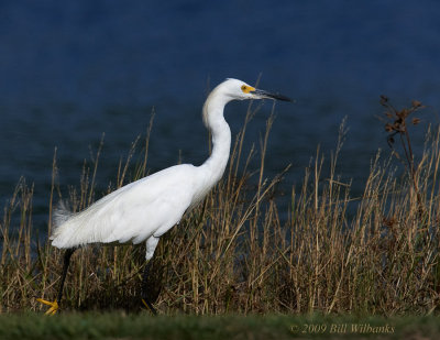 Snowy Egret 04