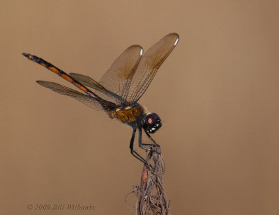 Dragonfly 01.jpg