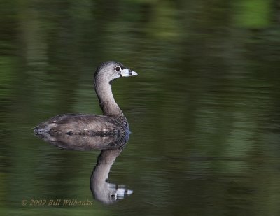 Grebe 01.jpg