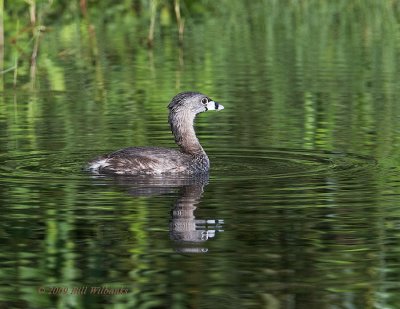 Grebe 02.jpg