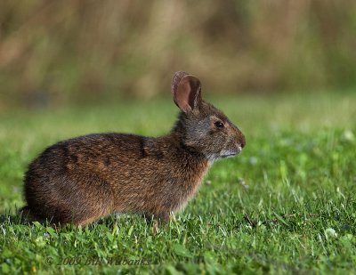 Rabbit 01.jpg