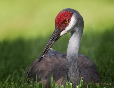 Sandhill Crane Closeup.jpg