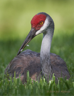 Sandhill Crane Closeup Vertical.jpg