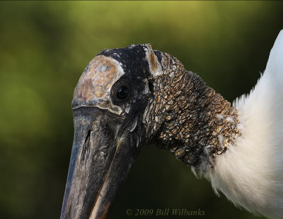 Wood Stork.jpg