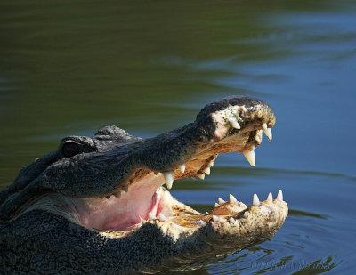 Gator.jpg