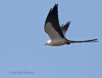 Swallow-tailed Kite Wings Up.jpg