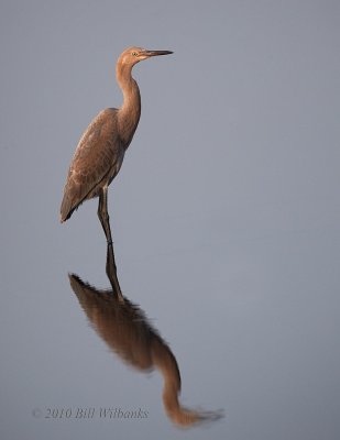 Reddish Egret 03.jpg