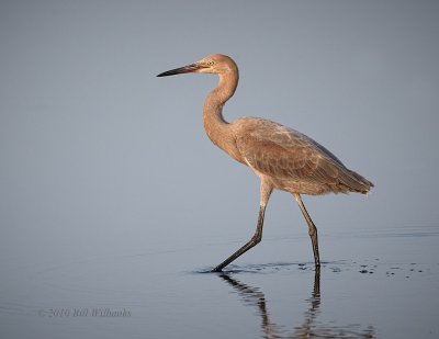 Reddish Egret.jpg