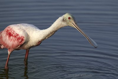 Roseate Spoonbill.jpg