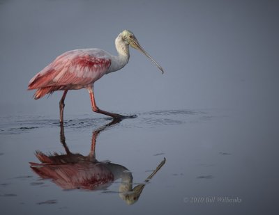 Roseate Spoonbill 03.jpg