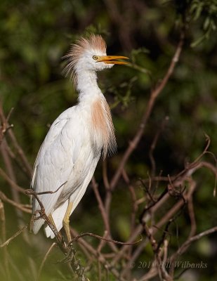 Cattle Egret 01.jpg