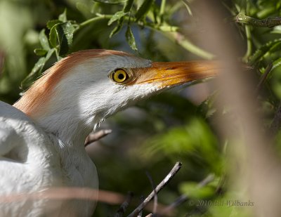 Cattle Egret Close Up.jpg