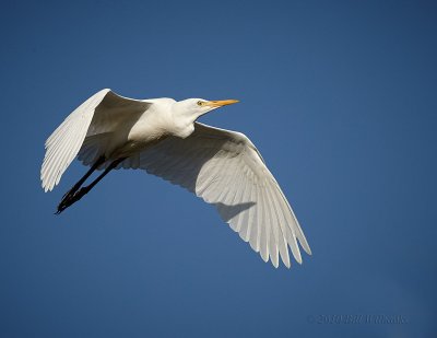 Egret In Flight.jpg