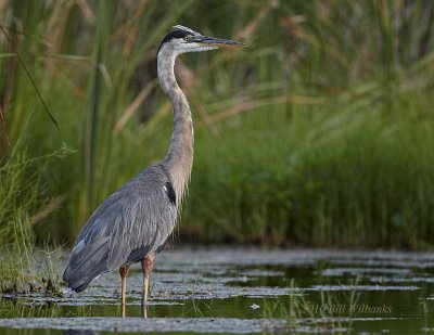 GBH at Last Light 02.jpg
