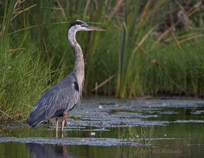 GBH at Last Light.jpg