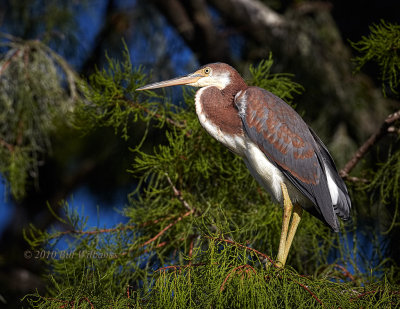Tricolored Heron In Tree.jpg