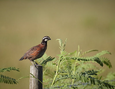 Northern Bobwhite 02.jpg