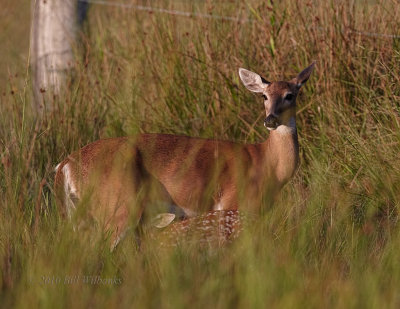 Doe and Fawn.jpg