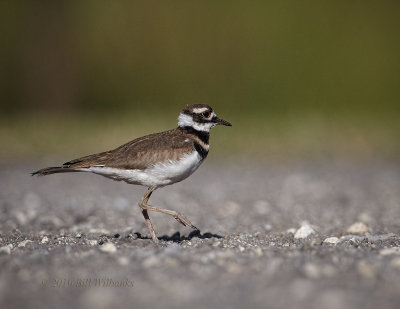 Killdeer 01.jpg