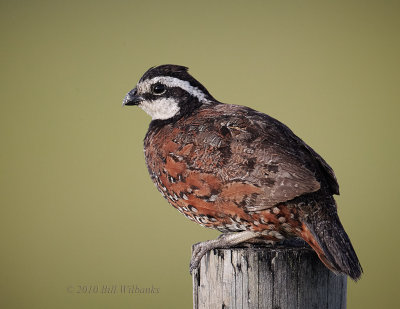 Northern Bobwhite.jpg