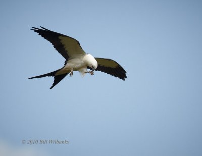 Swallow-Tailed Kite.jpg