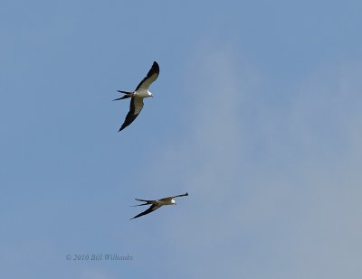 Swallow-Tailed Kite Pair.jpg