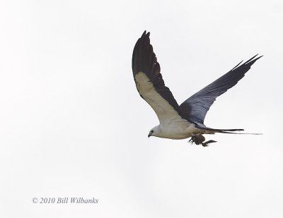 Swallow-Tailed Kite With Lunch 02.jpg