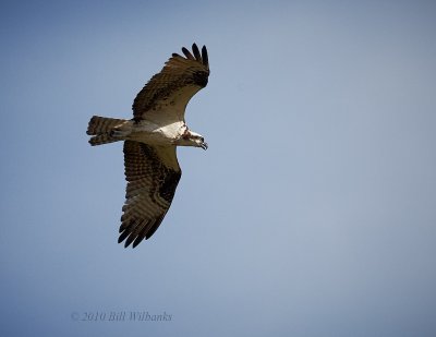 Osprey.jpg