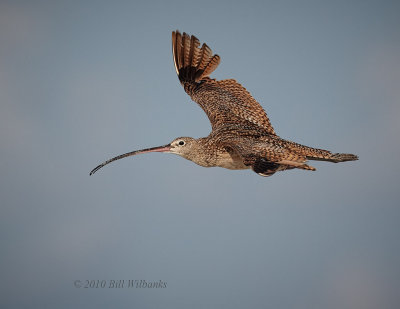 Long-billed Curlew Flight.jpg