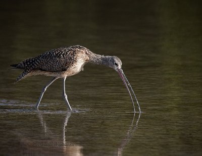 Long-billed Curlew Feeding.jpg