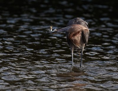 Reddish Egret Head Turn.jpg