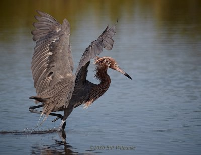Reddish Egret On The Hunt 02.jpg