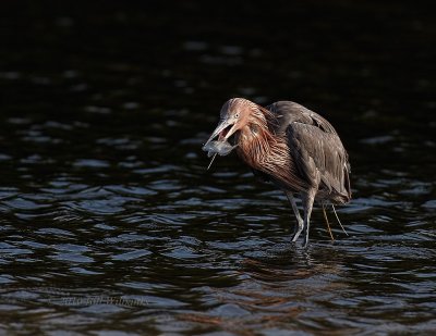 Reddish Egret With Fish.jpg