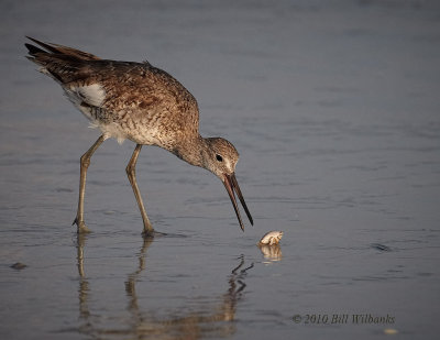 Willet with Crab.jpg