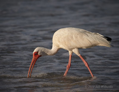 White Ibis.jpg