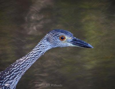 Juvi Yellow Crowned Night Heron.jpg
