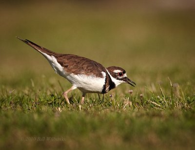 Killdeer 04.jpg