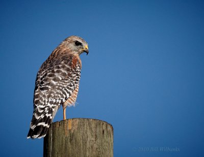 Red Sholder Hawk.jpg