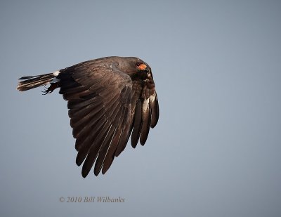 Snail Kite 03.jpg