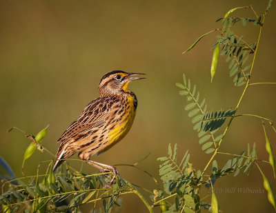 Perching Birds