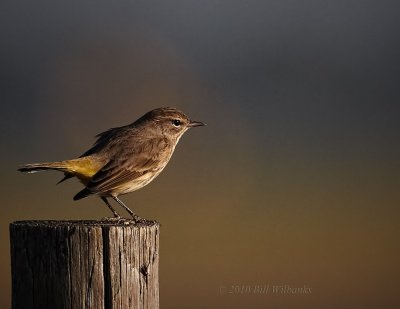 Warbler 01.jpg