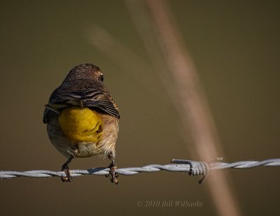 Warbler 02.jpg