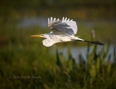 Great Egret.jpg