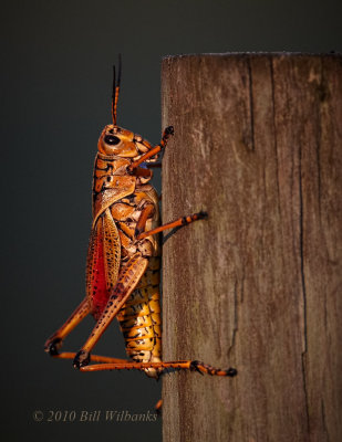 Grasshopper.jpg
