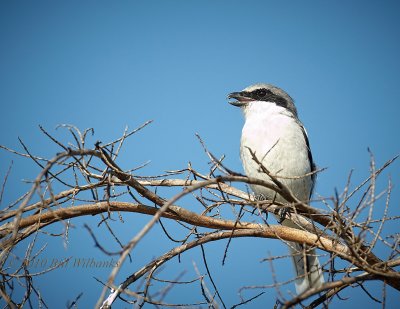 Loggerhead Shrike.jpg
